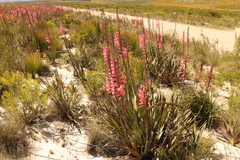 Watsonia angusta
