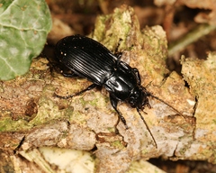 Abax parallelepipedus
