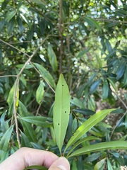 Ardisia quinquegona