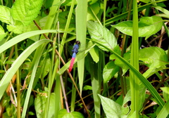 Orthetrum schneideri