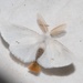 Euproctis chrysorrhoea - Photo (c) philippe_geniez, μερικά δικαιώματα διατηρούνται (CC BY-NC)
