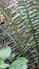Blechnum attenuatum