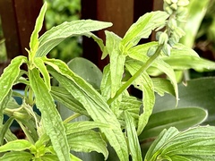 Leucas lavandulifolia