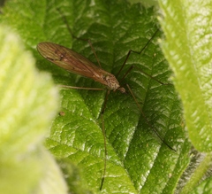 Dicranophragma adjunctum