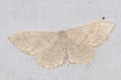 Idaea determinata