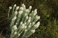 Syncarpha speciosissima