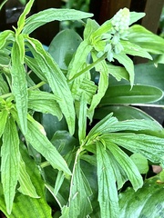 Leucas lavandulifolia