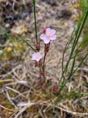 Drosera admirabilis