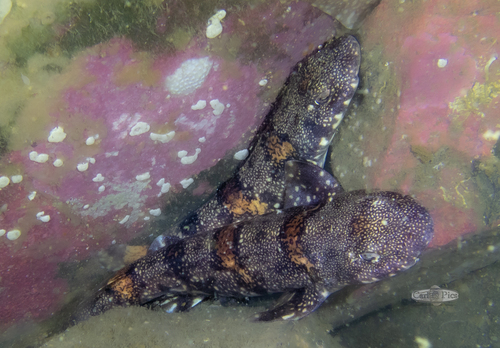 Puffadder shyshark (Haploblepharus edwardsii) — Scyliorhinidae