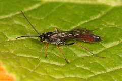Dusona