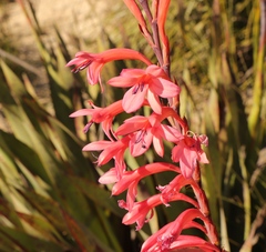 Watsonia angusta