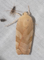 Noctua tirrenica