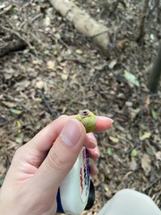 Diospyros morrisiana