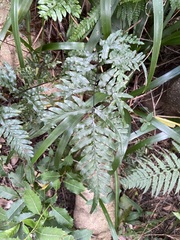 Pteris semipinnata