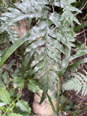 Pteris semipinnata