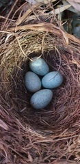 Turdus merula