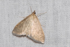 Anania fuscalis
