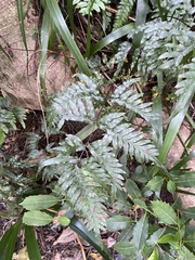 Pteris semipinnata