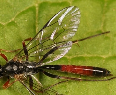 Dusona