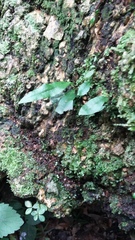 Elaphoglossum