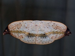 Callidrepana albiceris