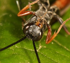 Dusona