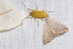 Cteniopus sulphureus
