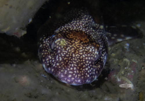 Puffadder shyshark (Haploblepharus edwardsii) — Scyliorhinidae — 3