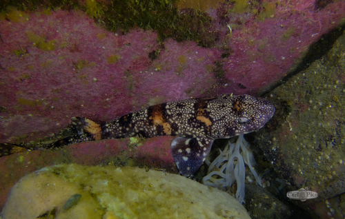 Puffadder shyshark (Haploblepharus edwardsii) — Scyliorhinidae — 2