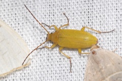 Cteniopus sulphureus