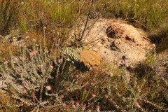 Syncarpha milleflora