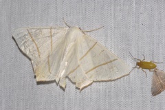 Ourapteryx sambucaria