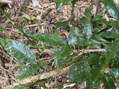 Tetrastigma hemsleyanum