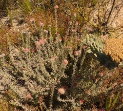 Leucospermum calligerum