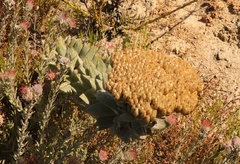 Syncarpha milleflora