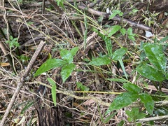 Tetrastigma hemsleyanum