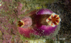 Ascidia incrassata