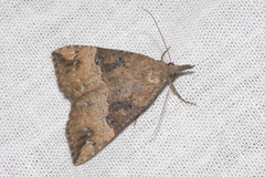 Hypena palpalis