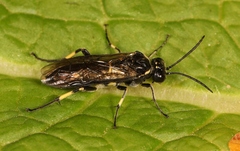Macrophya alboannulata