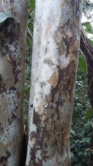 Ochna arborea