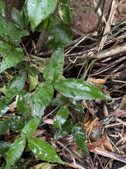 Tetrastigma hemsleyanum