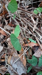 Cissampelos torulosa