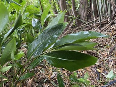 Alpinia intermedia