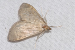Anania fuscalis
