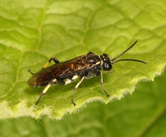 Macrophya alboannulata