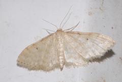 Idaea fuscovenosa