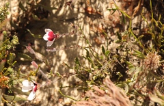Pelargonium tricolor