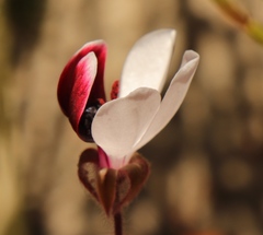 Pelargonium tricolor