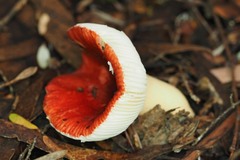 Russula persanguinea