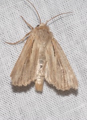 Leucania comma